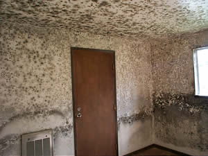 Mildew Room