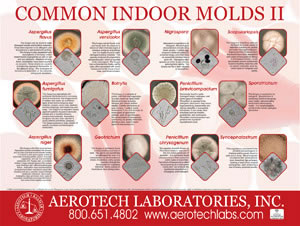 Common Indoor Molds